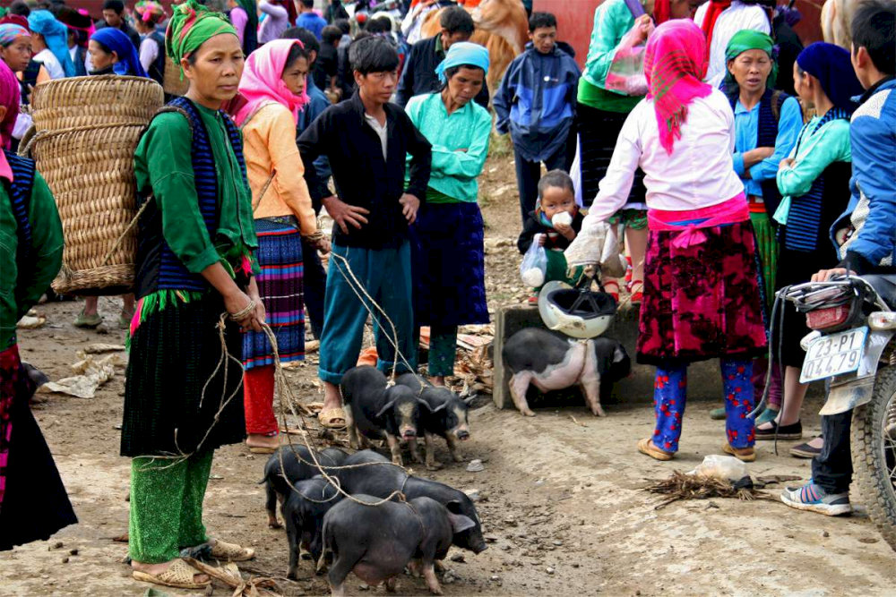 Small in size indigenous pigs but known for their delicious meat